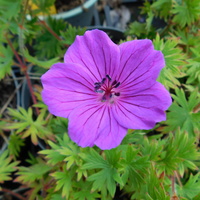 Geranium sanguineum 'Tiny Monster'